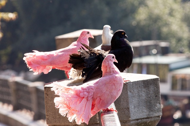 足球文化 足球文化